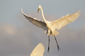 Great Egret (Ardea alba) flying, Florida, USA, North America