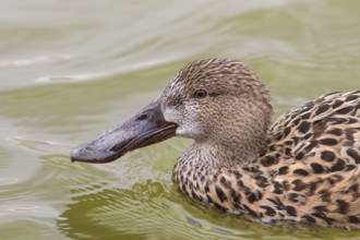 Northern Shoveler (Anas clypeata), female swimming on marsh, Tablas de Daimiel, Castilla la Mancha,