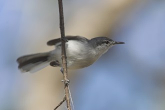 White-lored Gnatcatcher (Polioptila albiloris), Costa Rica, Central America