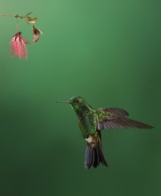 Copper-rumped Hummingbird (Amazilia tobaci), Trinidad and Tobago, Central America