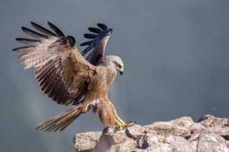 Black Kite (Milvus migrans) landing, Madrid, Spain, Europe