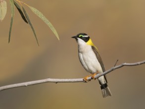 Black-chinned Honeyeater (Melithreptus gularis laetior), Northern Territory, Australia, Oceania