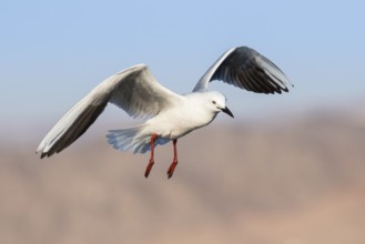 Slender-billed Gull (Chroicocephalus genei) flying, Eilat, Israel, Asia