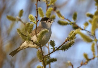 Eurasian Blackcap (Sylvia atricapilla) male singing, Mecklenburg-Western Pomerania, Germany, Europe