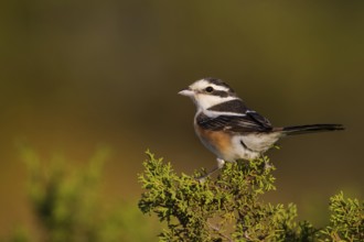 Masked Shrike (Lanius nubicus) female perched on a branch, Cyprus, Europe
