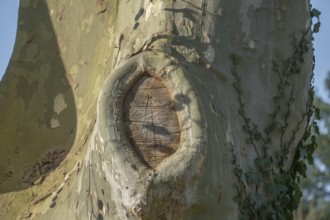 Platanus × acerifolia, close-up of tree trunk, Germany, Europe