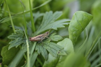 Great green bush cricket (locusta), grasshopper, on a leaf in a meadow, Tyrol, Austria, Europe