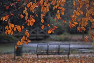 Orange autumn leaves in the foreground, a park bench under a tree, peaceful atmosphere, Lower