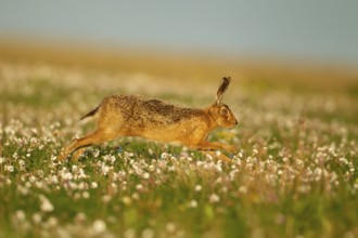 European brown hare (Lepus europaeus) adult animal running amongst Sea campion flowers in summer,