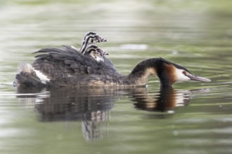 Great Crested Grebe (Podiceps Scalloped ribbonfish) with juveniles, Emsland, Lower Saxony, Germany,