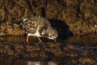 Ruddy Turnstone (Arenaria interpres) feeding amongst the rocks, Asturias, Spain, Europe
