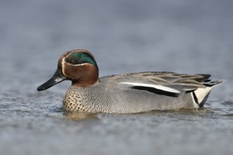 Eurasian Teal (Anas crecca) male, Schleswig-Holstein, Germany, Europe