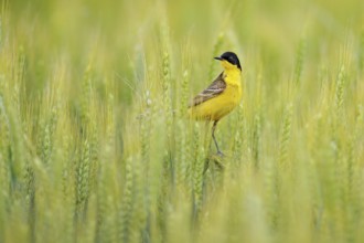 Western yellow wagtail, Motacilla flava, in the green field, sitting on the barley ear spike.