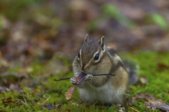 Siberian chipmunk (Eutamias sibiricus) in a forest in Tilburg Noord Brabant in the Netherlands