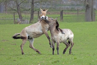 Przewalski's horse (Equus ferus przewalskii), playing in the meadow, rising, Tachi, Captive