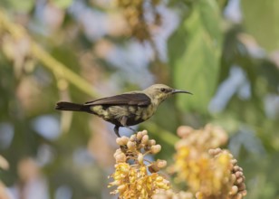 Copper Sunbird (Cinnyris cupreus) male, Gambia, Africa