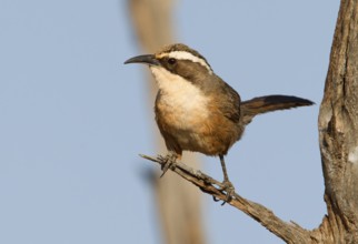 White-browed Babbler (Pomatostomus superciliosus), Australia, Oceania