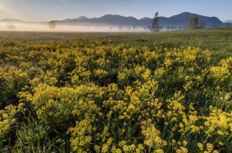 Rape, overgrown, morning light, fog, mountains, sunny, backlight, spring, Loisach-Lake Kochel-Moor,