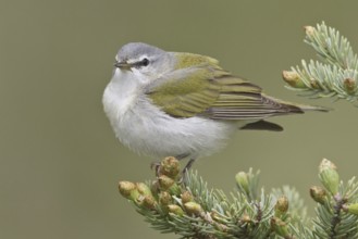 Tennessee Warbler (Leiothlypis peregrina), Manitoba, Canada, North America
