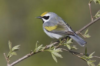 Golden-winged Warbler (Vermivora chrysoptera), Ontario, Canada, North America