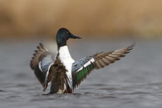 Northern Shoveler (Spatula clypeata) male flapping, Utrecht, Netherlands
