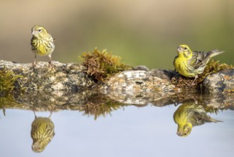 European Serin (Serinus serinus) male at a waterhole, Alicante, Spain, Europe