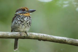 Spotted Puffbird (Bucco tamatia) perched on a branch in the grasslands of Guyana