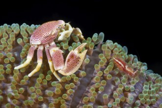 Fleckentupfen-Porzellankrebs, Neopetrolisthes maculatus, Partnergarnele, Periclimenes albolineatus