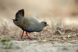 Black-tailed Nativehen (Tribonyx ventralis), Queensland, Australia, Oceania