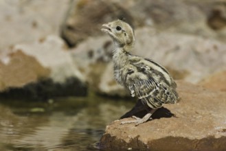 Gambel's Quail (Callipepla gambelii) juvenile, Arizona, USA, North America
