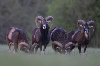 European mouflon (Ovis gmelini musimon, Syn.: Ovis orientalis musimon, Ovis aries musimon),
