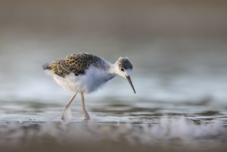 Black-winged Stilt (Himantopus himantopus) juvenile foraging, North Rhine-Westphalia, Germany,