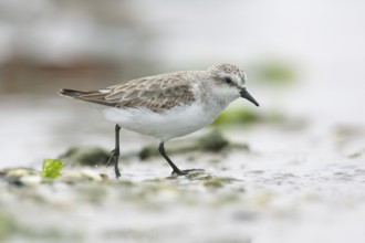 Red-necked Stint (Calidris ruficollis) foraging, Victoria, Australia, Oceania