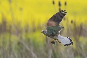 A Common Kestrel (Falco tinnunculus) with a captured mouse in flight over a yellow and green