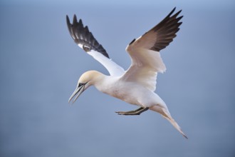 Northern gannet (Morus bassanus) flying over the sea, landing, wildlife, Helgoland, Germany, Europe