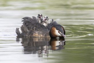 Great Crested Grebe (Podiceps Scalloped ribbonfish) with juveniles, Emsland, Lower Saxony, Germany,