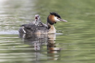 Great Crested Grebe (Podiceps Scalloped ribbonfish) with juveniles, Emsland, Lower Saxony, Germany,