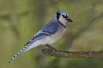 Blue Jay (Cyanocitta cristata), Maine, USA, North America