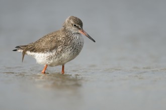 Common Redshank (Tringa totanus) walking in shallow water, Schleswig-Holstein, Germany, Europe