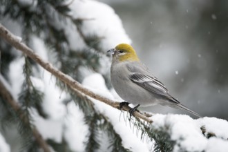 Pine Grosbeak (Pinicola enucleator) female perched on snowy branch, Wyoming, USA, North America
