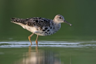 Ruff (Calidris pugnax), Greece, Europe