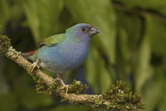 Tricolored Parrotfinch (Erythrura tricolor)