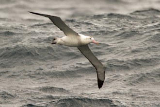 Antipodean Albatross (Diomedea antipodensis) flying, South Pacific Ocean, New Zealand, Oceania