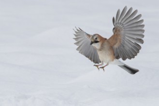 Eurasian Jay (Garrulus glandarius) flying, Lower Saxony, Germany, Europe