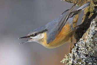 Eurasian Nuthatch (Sitta europaea), Rhineland-Palatinate, Germany, Europe