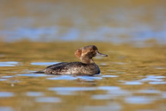 Hooded Merganser (Lophodytes cucullatus) female, British Columbia, Canada, North America