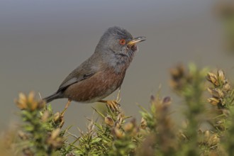 Dartford Warbler (Sylvia undata) male, Wales, United Kingdom, Europe