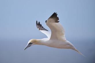 Northern gannet (Morus bassanus) flying over the sea, wildlife, Helgoland, Germany, Europe