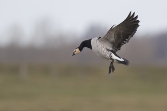 Barnacle Goose (Branta leucopsis) landing, North Rhine-Westphalia, Germany, Europe