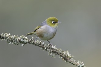 Silvereye (Zosterops lateralis) perched on a branch, Victoria, Australia, Oceania